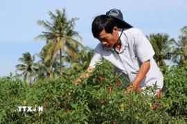 Ông Nguyễn Văn A, xã Hưng Mỹ, chăm sóc ruộng ớt chuẩn bị thu hoạch. (Ảnh: Thanh Hòa/TTXVN)