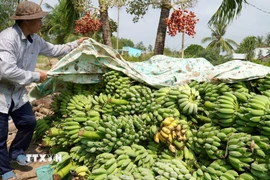Nông dân Kiên Giang thu hoạch chuối xiêm. (Ảnh: Văn Sĩ/TTXVN)