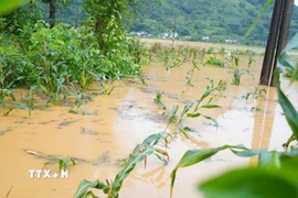 (Ảnh minh họa. Nguồn: TTXVN phát)