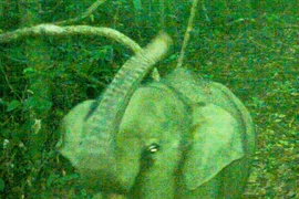 Hình ảnh voi con ghi nhận vào ngày 8/7. (Ảnh: Khu Bảo tồn loài và sinh cảnh voi)