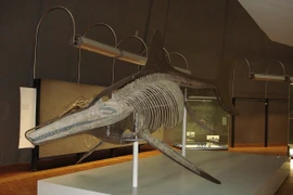 Ảnh minh họa. (Nguồn: wikipedia)