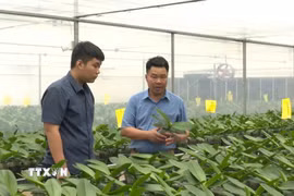 Vườn lan của ông Nguyễn Xuân Thiên, Phó giám đốc Công ty nông nghiệp công nghệ cao Thiên Trường 36. (Ảnh: Nguyễn Nam/TTXVN)