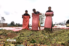 Nông dân Gia Lai phơi càphê. (Ảnh: Hồng Điệp/TTXVN)