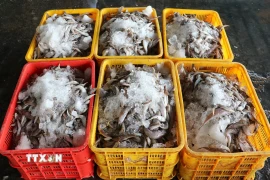 Hải sản được phân loại tại cảng cá Vàm Láng ở xã Gia Thuận, tỉnh Đồng Tháp. (Ảnh: Hữu Chí/TTXVN)