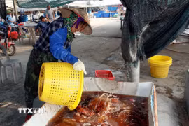 Sứa đỏ có giá trị cao hơn sứa trắng. (Ảnh: Nguyễn Lành/TTXVN)