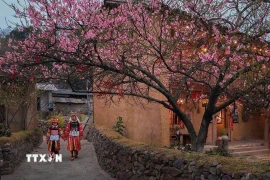Hoa mai anh đào nở rộ tạ Lũng Cú (Tuyên Quang). (Ảnh: TTXVN phát)