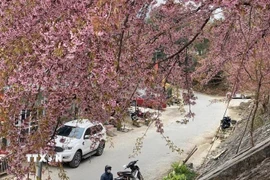 Hoa mai anh đào nở rộ khắp các nẻo đường ở Lũng Cú (Tuyên Quang), thu hút du khách. (Ảnh: TTXVN phát.)