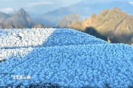 Lớp băng dày khoảng 0,5cm, trắng xốp, bám lên mặt sàn, lan can. (Ảnh: TTXVN phát)