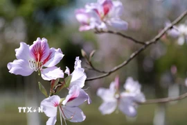Hoa ban có 5 cánh với sắc trắng tím đan xen. (Ảnh: Quý Trung/TTXVN)