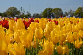 Những bông hoa Tulip vàng rực rỡ tại Lễ hội hoa Tulip Tulleys Sussex 2025. (Ảnh: Hữu Tiến/TTXVN)
