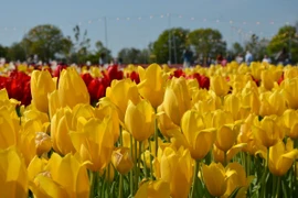 Những bông hoa Tulip vàng rực rỡ tại Lễ hội hoa Tulip Tulleys Sussex 2025. (Ảnh: Hữu Tiến/TTXVN)