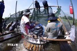 Thu hoạch cá tra. (Ảnh minh họa. Vũ Sinh/TTXVN)