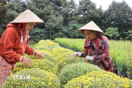 (Ảnh minh họa. Thu Hiền/TTXVN)