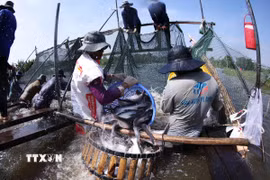 Thu hoạch cá tra. (Ảnh minh họa. Vũ Sinh/TTXVN)