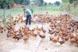 Với giá bán 80 nghìn đồng/kg, vào dịp cuối năm anh Nguyễn Minh Lý, xã Tóc Tiên, thị xã Phú Mỹ có thêm một khoản thu nhập khá. (Ảnh: Hoàng Nhị/TTXVN)