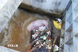 Tình trạng xác lợn chết vẫn được người dân nhiều xã vứt tràn làn, phổ biến trên các hệ thống kênh Vách Bắc, sông Đào, kênh thủy nông tại nhiều địa bàn. (Ảnh: Xuân Tiến/TTXVN)