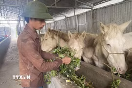 Mô hình nuôi ngựa bạch bằng thảo dược của Hợp tác xã Mý Dao, xã Sìn Hồ (Lai Châu) tạo ra hướng phát triển kinh tế tốt tại địa phương. (Ảnh: Nguyễn Oanh/TTXVN)