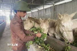 Mô hình nuôi ngựa bạch bằng thảo dược của Hợp tác xã Mý Dao, xã Sìn Hồ (Lai Châu) tạo ra hướng phát triển kinh tế tốt tại địa phương. (Ảnh: Nguyễn Oanh/TTXVN)