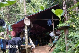 Một lán trại của vàng tặc bị cơ quan chức năng phát hiện. (Ảnh: TTXVN phát)