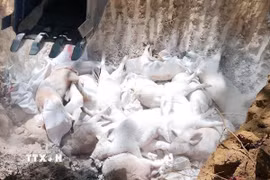 Tiêu hủy lợn mắc bệnh tả lợn châu Phi. (Ảnh: TTXVN phát)