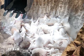 Tiêu hủy lợn mắc bệnh tả lợn châu Phi. (Ảnh: TTXVN phát)