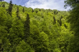 (Ảnh minh họa. Nguồn: euronatur)