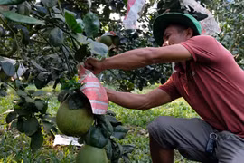 Bưởi da xanh là 1 trong những sản phẩm nông nghiệp chủ lực của xã Đạ Tẻh đang áp dụng công nghệ tưới thông minh. (Ảnh: Chu Quốc Hùng/TTXVN)