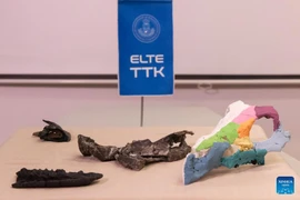 Các hóa thạch hộp sọ và mô hình 3D của Ajkaceratops Kozmai được trưng bày trong một cuộc họp báo ở Budapest, Hungary, ngày 7/1/2026. (Ảnh: Xinhua)