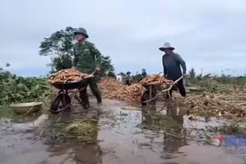 Bộ đội giúp dân Quảng Ngãi thu hoạch nông sản chìm trong nước lũ