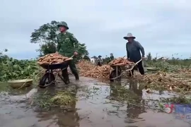 Bộ đội giúp dân Quảng Ngãi thu hoạch nông sản chìm trong nước lũ