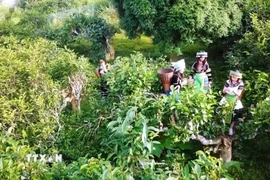 Giữ gìn hương vị chè Shan tuyết trên vùng đất Suối Giàng