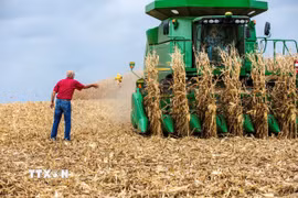 Nông dân thu hoạch ngô tại Hastings, bang Minnesota, Mỹ. (Ảnh: AFP/TTXVN)