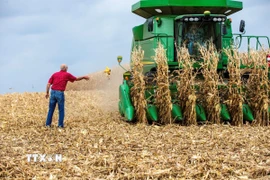 Nông dân thu hoạch ngô tại Hastings, bang Minnesota, Mỹ. (Ảnh: AFP/TTXVN)