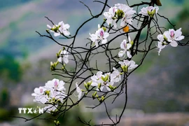 Vẻ đẹp tinh khôi, nhẹ nhàng của hoa ban. (Ảnh: Xuân Tư/TTXVN)