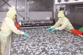 Dây chuyền chế biến sản phẩm tôm của doanh nghiệp ở Cà Mau. (Ảnh: Tuấn Phi/TTXVN)