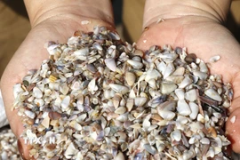 Chằng chằng là một loại nhuyễn thể hai mảnh, vỏ gần giống với con nghêu, sò, nhưng kích thước nhỏ hơn, thường nằm vùi trong các bãi cát gần bờ. (Ảnh: Hồng Hiếu/TTXVN)