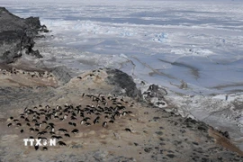 Chim cánh cụt Adelie tại khu vực biển Ross ở Nam Cực. (Ảnh: AFP/ TTXVN)