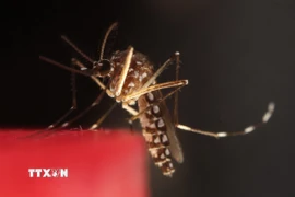 Muỗi Aedes aegypti. (Ảnh: THX/TTXVN)