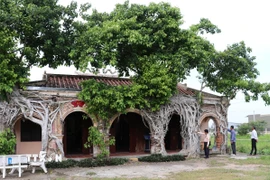 Rễ hai bồ đề ôm trọn Đình Tân Đông ở xã Tân Đông (Đồng Tháp) tạo nên nét độc đáo riêng có. (Ảnh: Hữu Chí/TTXVN)