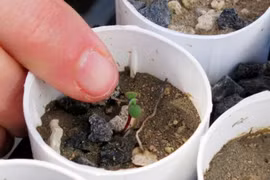 Một cây Tiehm’s buckwheat non được trồng tại nhà kính trong khuôn viên Đại học Nevada ở Reno, bang Nevada (Mỹ) (Nguồn: AP/Scott Sonner)