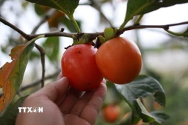 Quả hồng tươi của thôn Đất Làng. Đà Lạt. (Ảnh: Đặng Tuấn/TTXVN)
