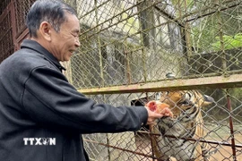 Ông Trịnh Đình Bạch là người quản lý, chăm sóc đàn hổ nhiều năm nay rất buồn khi phải chuyển giao cho đơn vị khác nuôi. (Ảnh: Việt Hoàng/TTXVN)