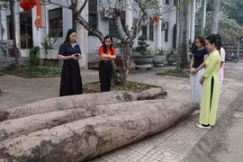 Các cọc có chiều dài lớn (từ 3,76-4,15m), chu vi thân từ 1,16-1,46m. (Ảnh: Hải Yến/TTXVN)