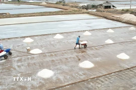 Diêm dân xã Đông Hải, tỉnh Cà Mau thu hoạch muối. (Ảnh: TTXVN phát)