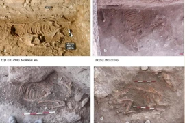 Hài cốt của 4 con lừa được hiến tế cách đây hơn 4.500 năm.. (Ảnh: archaeologymag)