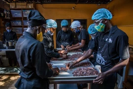 Phân loại hạt ca cao tại một xưởng sản xuất socola ở Petionville, Haiti. (Ảnh: AFP/TTXVN)