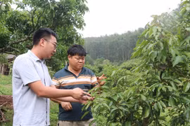 Nông dân xã Sơn Hải, tỉnh Bắc Ninh kiểm tra sinh trưởng của cây vải. (Ảnh: Thanh Thương/TTXVN)