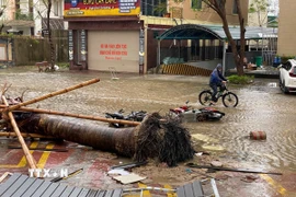 Cây cối bị quật ngã, mái tôn bay, nước ngập và một số phương tiện bị hư hỏng khi bão số 10 đổ bộ tỉnh Nghệ An. (Ảnh: Trịnh Duy Hưng/TTXVN)