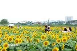 Du khách tham quan, chụp ảnh trên cánh đồng hoa hướng dương nở rộ. (Ảnh: Lê Phước Ngọc/TTXVN)