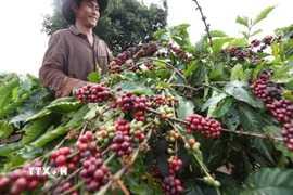 Thu hoạch càphê. (Ảnh: Vũ Sinh/TTXVN)